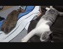二人にとられたカメラマン　＃192