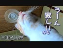 同居している猫が不在で元気のないおチビ