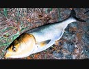 【釣り・VLOG】埼玉、荒川温泉・温排水でシーバス狙いでハクレンが釣れる＠ガーパイクも目撃！【P30 Pro】