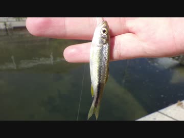 気分転換に魚釣り