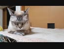 猫が寝てまっせ
