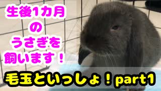 毛玉といっしょ！～ウサギと飼い主の成長日記～Part1