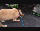 くんくんメイリオ