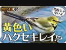 1005【黄色いハクセキレイ幼鳥】カルガモコガモがコサギの捕食を警戒、鳩の正面顔かわいい、ヒヨドリの鳴き声。死にかけたオオカマキリの威嚇【 #今日撮り野鳥動画まとめ 】 #身近な生き物語