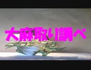大麻取り調べ