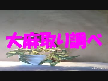 大麻取り調べ