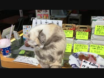 厳島神社　表参道商店街でみた！可愛い猫の毛繕い　(=^ェ^=)