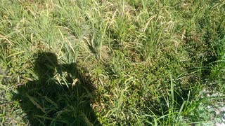今日の出来事　米の状況