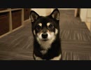 ササミの茹であがりを待つ黒豆柴 | 柴犬