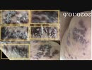 通称Indo印土nesian黒人Disease病欧名The Browny Disease乾燥季節到来酵素系漂白剤浸後使捨台所用研磨後画像