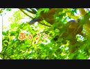 鳩のオナラ
