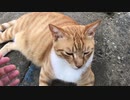 虎猫のあごをモフる