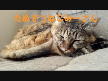 今日も平和におねむなみーさん