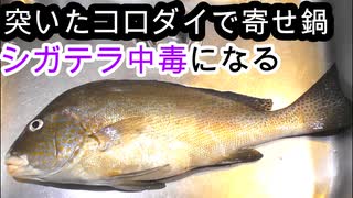 【ぴ】毒魚をたべたら。。銛突きで捕獲したコロダイを食べてみた