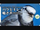 ハクセキレイの鳴き声