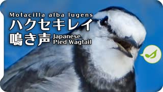 鳴き声 セキレイ ハクセキレイ｜日本の鳥百科｜サントリーの愛鳥活動