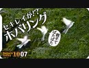 1007【セキレイのホバリング】カルガモ求愛ダンスと悲劇の奇形エンジェルウイング。スズメの喧嘩とカワウ。花と蝶【 #今日撮り野鳥動画まとめ 】 #身近な生き物語