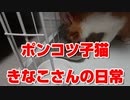 【絶体絶命】猪に喰われそうになった野良猫を思い切って保護してしまった結果【part14】