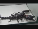 ［閲覧注意!!］再編集　ダイオウ サソリにゴキブリを食べさせてみた。（Pandinus Imperator)
