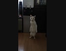 猫の横歩き