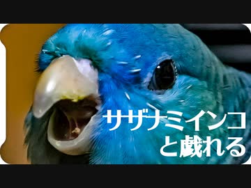 サザナミインコを放鳥して戯れる【 #身近な生き物語 】