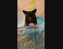 にんじんｼｬｺｼｬｺ