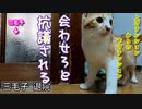 退院した三毛猫と部屋を別々にされて鳴き止まない猫