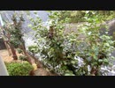 しとしと降る雨の音20201008【作業用BGM】