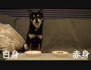 黒柴犬は白身魚と赤身魚どっちが好き？？