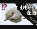 カキカキ変顔な白い鳥【コサギ】