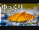 【癒やし】ツマグロヒョウモンのオスがパタパタするだけ