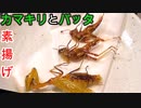 【ぴ】昆虫食！カマキリとバッタ貰ったから食べるよ