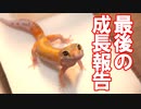 【変化が凄い！】レオパ達の成長を振り返る