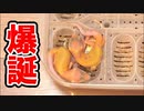 【最後の爆誕！】レオパの赤ちゃんが産まれてきました