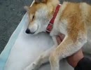 飼い犬にちょっかいをかける男