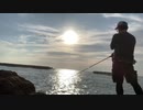 『山形の秋の味覚』アオリイカ釣って食べてみた