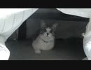こたつ一番乗りのアルフィノ　＃193