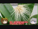 【ゆるふわ植物日記#9】面白いかたちのラン【植物解説】