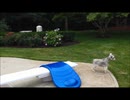 犬（ミニチュアシュナウザー）ｖｓ鹿