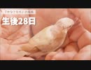 【変化が凄い！】お迎えした文鳥の成長報告