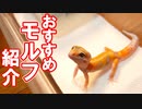 【種類が多すぎる‼】レオパのおすすめのモルフを紹介します。