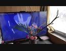 YOASOBI「夜に駆ける」歌ってみた×いけばな やってみたｗ