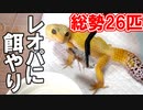 総勢26匹のレオパたちにエサを与える