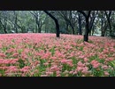 2020年10月09日1枠目　リベンジ！彼岸花がたくさん咲いている公園があるらしい