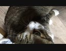 うちのハナちゃん＃１