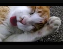 【～猫～】当たり前の風景なのに、♫カワイイ♫