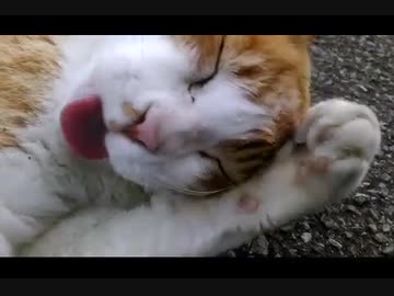 【～猫～】当たり前の風景なのに、♫カワイイ♫