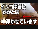 インコが、かかとを着いていたら何の予兆？(24歳オカメインコ)