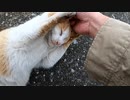 ボス猫の雄と、ボス猫ではない雄の違い『野良猫観察』