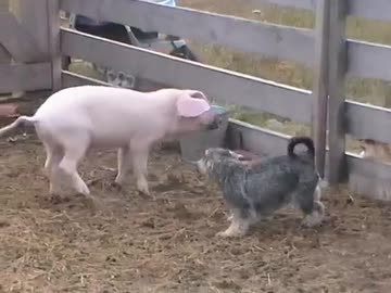 犬（ミニチュアシュナウザー）ｖｓブタ